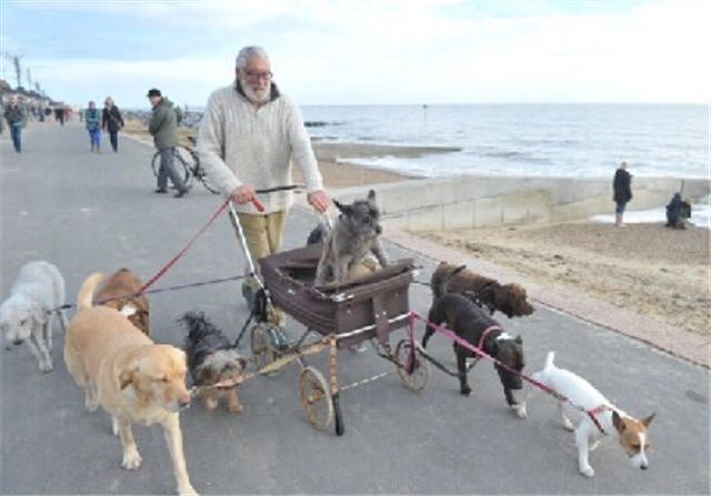 79岁的老爷爷，每天遛八九只狗，背后的原因太暖心了！ - 7