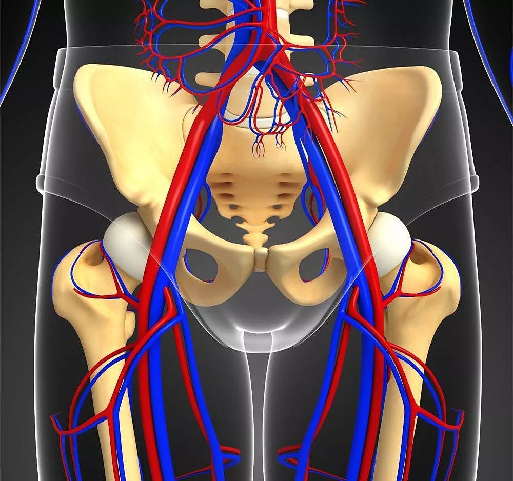 驼背、盆骨前倾的自我矫正方法, 胸部圆挺,顺便增高2~4cm ▏瑜伽解剖学 - 2