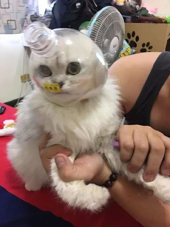 这猫一剪指甲就抓狂咬人，现在被妈妈DIY的面罩彻底降服了！ - 2