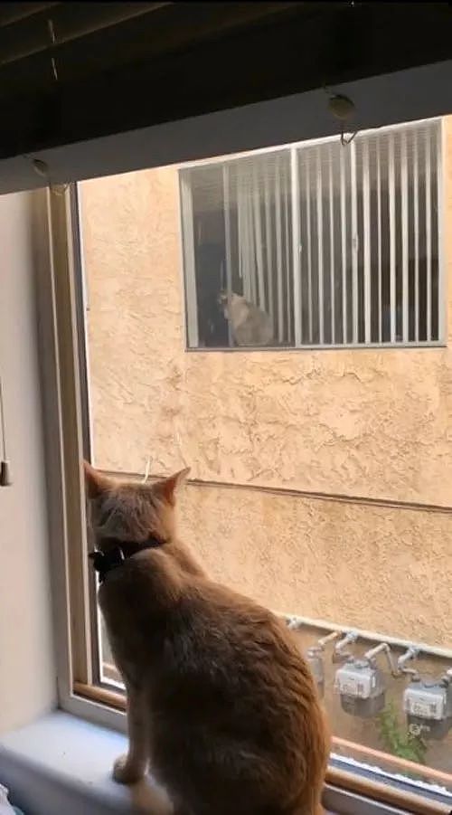 网友家的猫每天都会在窗口等待邻居家的猫，这是什么神仙爱情啊？ - 2