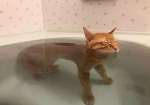 推主家的橘猫，不仅不怕洗澡，还特别热衷于泡澡，而且... - 5