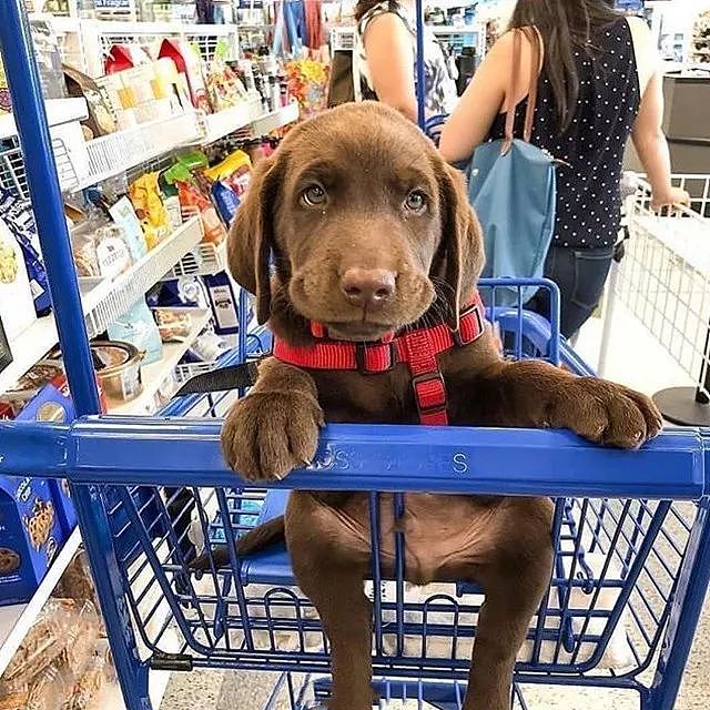 最近狗子们也爱上逛超市了，你家附近的超市允许它们进去吗？ - 2