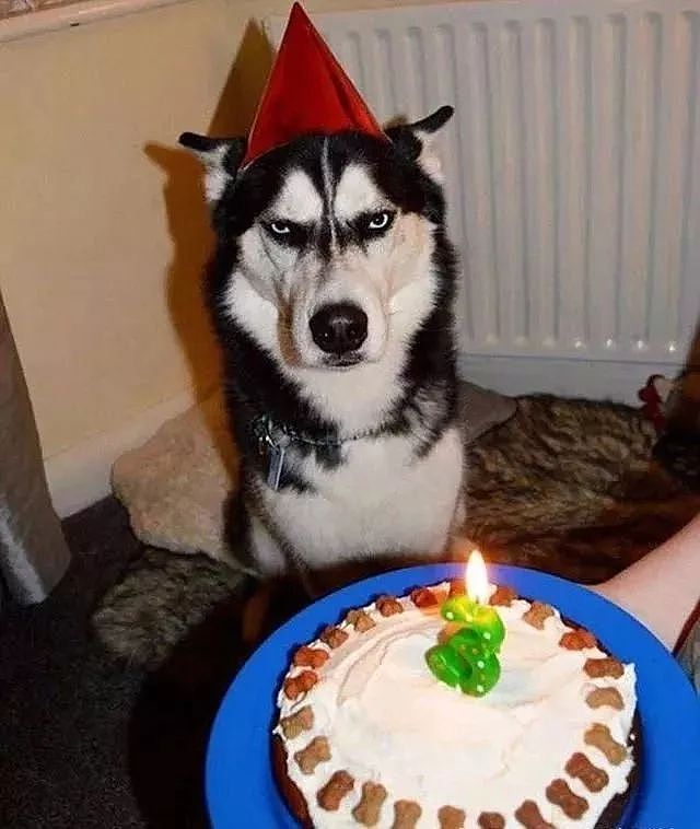 当狗狗收到生日蛋糕，脸上的表情绝了…… - 9