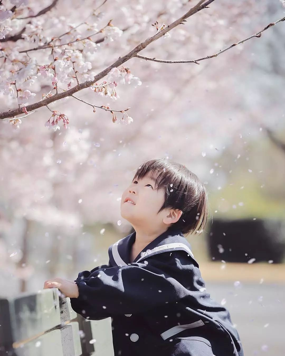 日本妈妈偷拍樱花树下的儿子，美成宫崎骏童话，治愈无数人 - 5