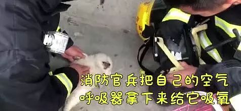 正能量！宠物店起火，消防员们为20多只猫狗做心肺复苏！ - 6