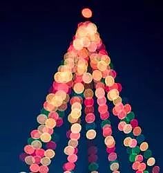 你家的圣诞树亮起来了吗？看看澳洲哪里可以买到你最中意的圣诞树！ - 1