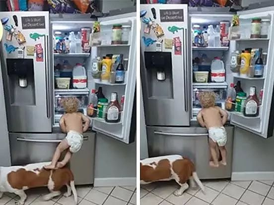 宝宝和狗子合伙开冰箱偷吃，结果惨遭背叛！ - 7