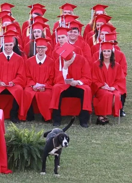 小主人好心带爱犬来见证自己的毕业典礼，结果真的超尴尬... - 6