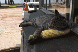 这猫不知从哪捡了根玉米，也不舍得吃，就枕着睡觉，笑死了！ - 1
