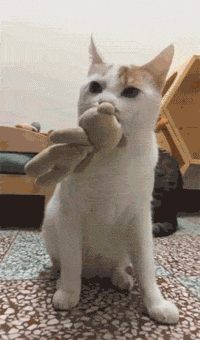 这只猫在吃饭，主人给了它这个东西后，它竟然连饭都不吃了... - 3