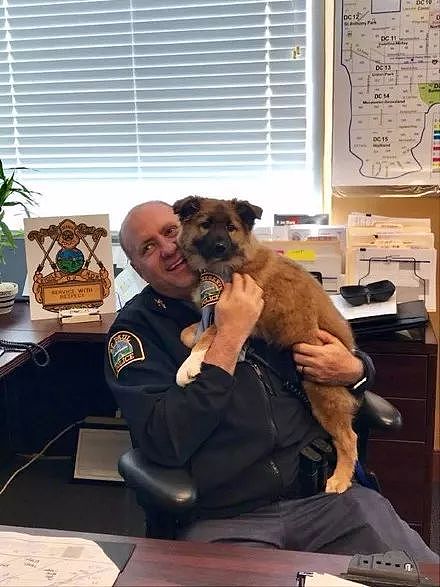 这只小警犬每周上班10小时，工作就是卖萌撒娇，让警员各种摸摸抱抱..... - 6