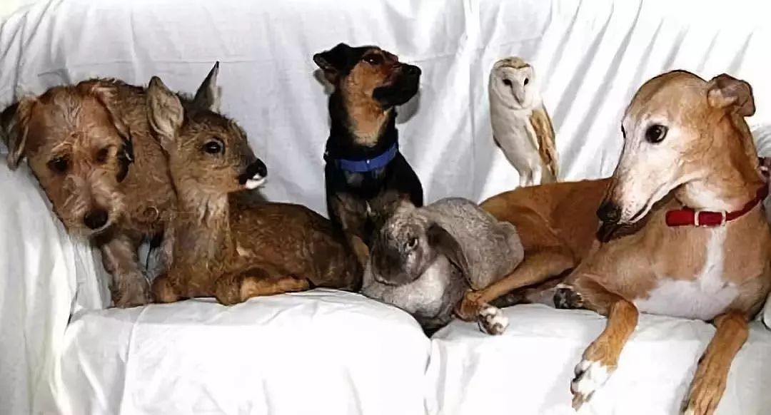 一只获救的灰狗如何成为了50多只动物的养母 - 3