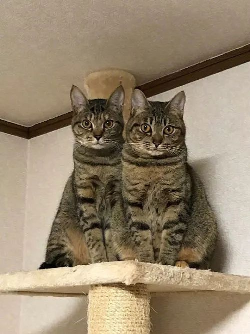 推主长期单身，现在连家里的两只猫用这样的眼神看自己，笑屎... - 4