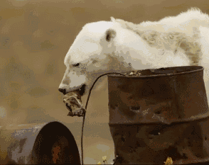当最后一只北极熊死去：也许，我们终将见证人类末日 - 10