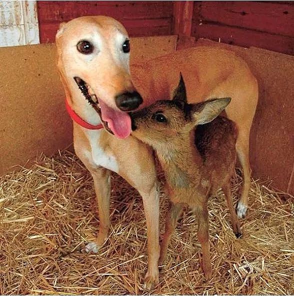 一只获救的灰狗如何成为了50多只动物的养母 - 2