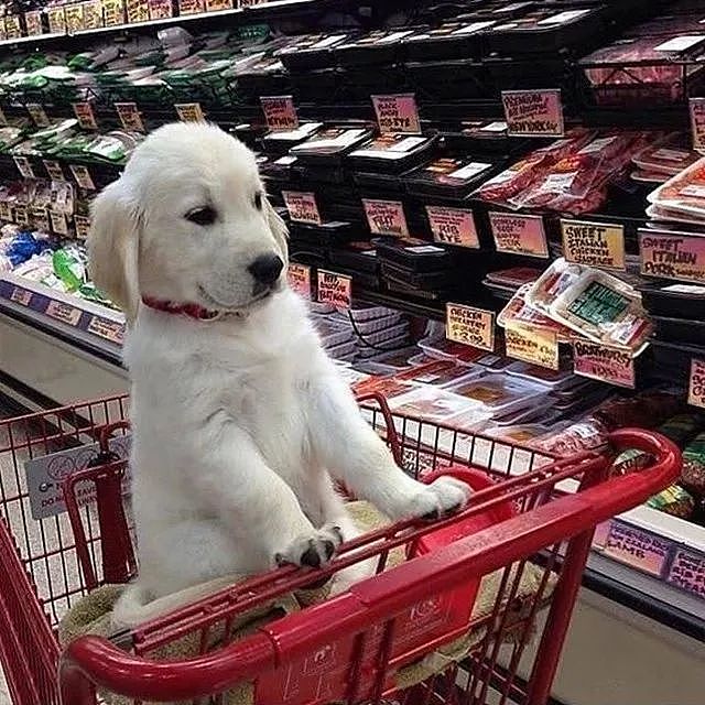 最近狗子们也爱上逛超市了，你家附近的超市允许它们进去吗？ - 6