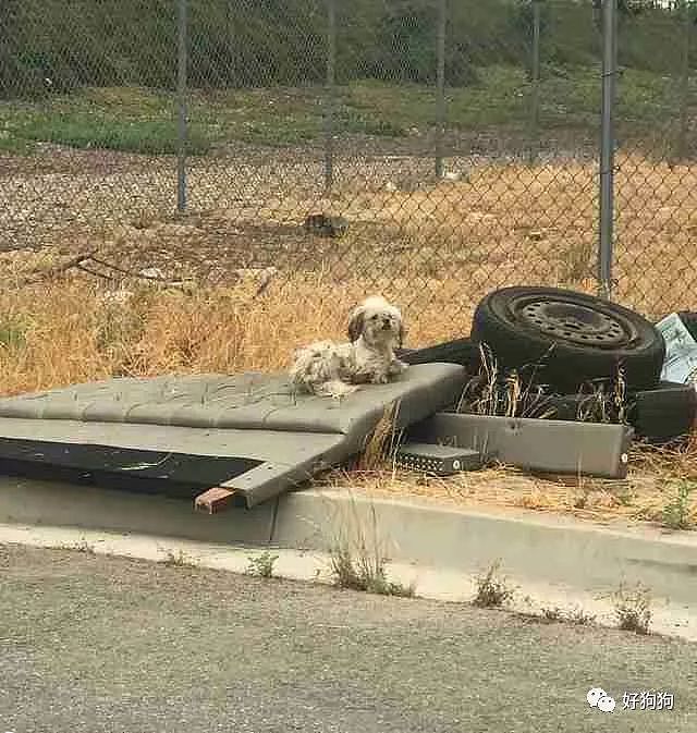 三只小狗被遗弃在路边的旧轮胎里，幸运的是它们被好心人发现了 - 3