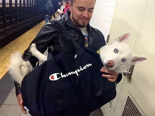 把狗装起来就能乘地铁！可这只萨摩耶却被拦了下来，原因是... - 13