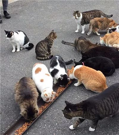 日本猫寺里住着30多只猫，竟比僧人还多，又想骗我去当和尚？ - 21