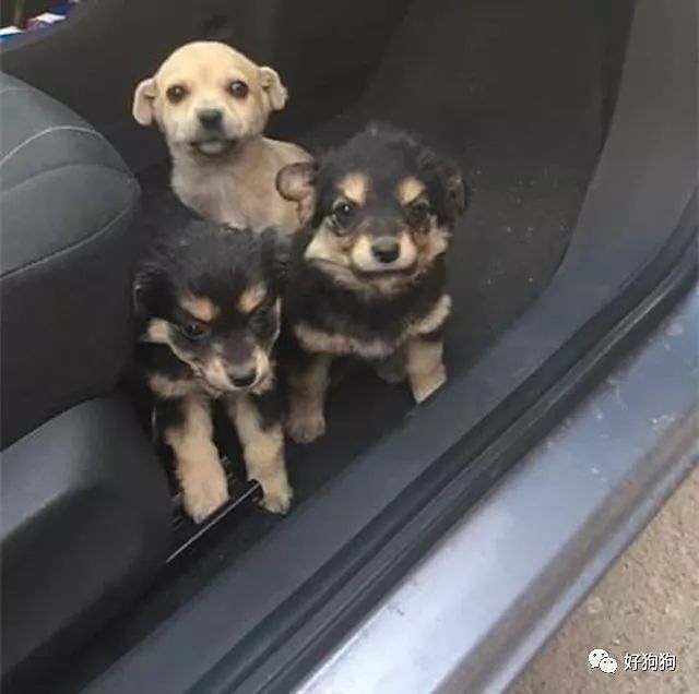 一小哥在开车回家的高速公路上，幸运地遇到3只可爱的小奶狗！ - 1