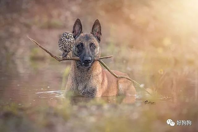 没想到马犬才是汪界交际花，现在竟和猫头鹰私混到一块了！ - 1