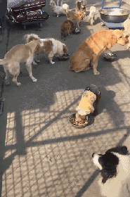 愤怒！韩国动保组织竟一边救狗一边将它们安乐死！ - 11