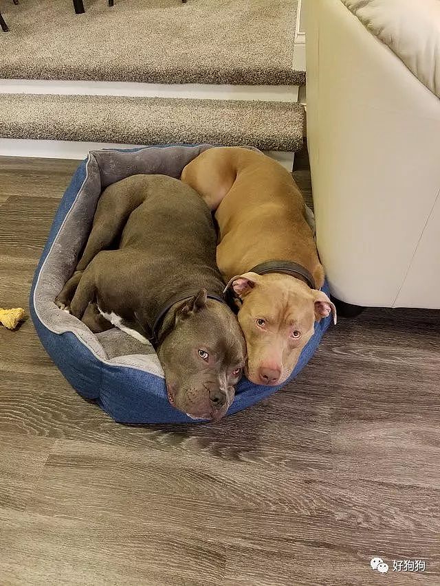 主人给2只狗狗做了个双层床，狗子：这就是睡在我上铺的兄弟啊！ - 4