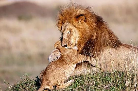 摄影师抓拍到一对狮子父子的可爱互动，神还原《狮子王》画面！ - 1