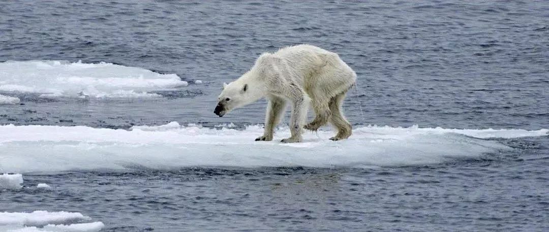 当最后一只北极熊死去：也许，我们终将见证人类末日 - 11