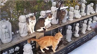 日本猫寺里住着30多只猫，竟比僧人还多，又想骗我去当和尚？ - 3