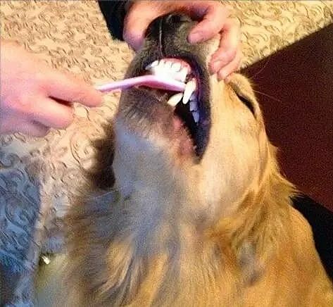 狗狗每天自己刷牙？原来是因为…… - 1