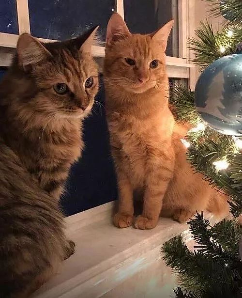 这两只猫咪躲在圣诞树后，风花雪月般的在甜蜜，发现被偷拍后... - 2