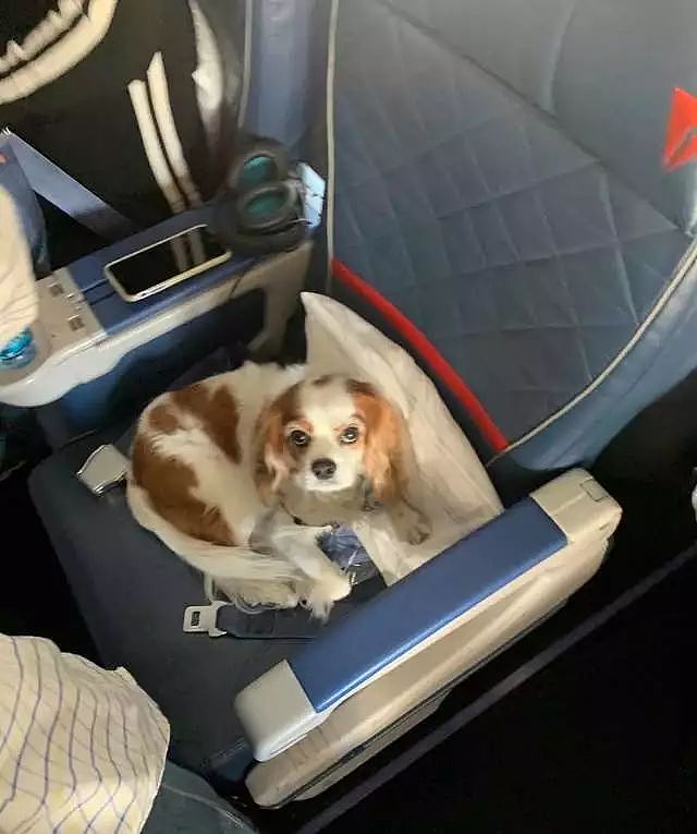 搭飞机在头等舱看到一只狗，坐经济舱的网友瞬间变柠檬精！ - 2