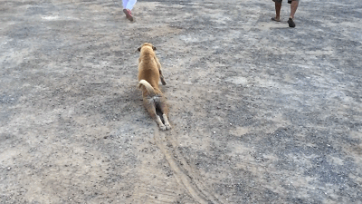 泰国一只流浪狗因为演技太好火了，被网友称作“狗中影帝”！ - 10