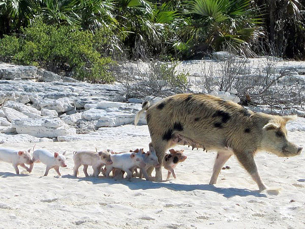 巴哈马有一个猪岛，上面有一群被水手遗弃的猪，是当年没来得及吃完的…… - 6