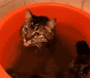 这猫为了不想洗澡，竟边洗澡，边喝水，还有这种操作，厉害了！ - 1