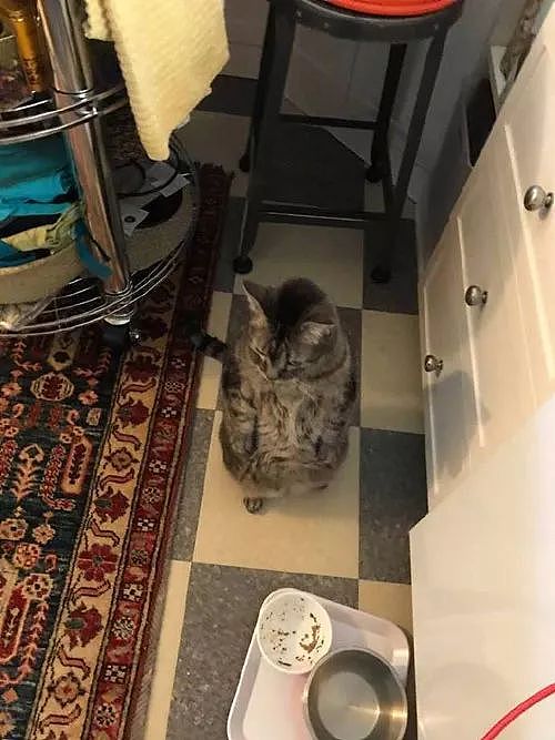 这只猫发现碗里的猫粮没了，竟然气成这样，让人好怕怕... - 1