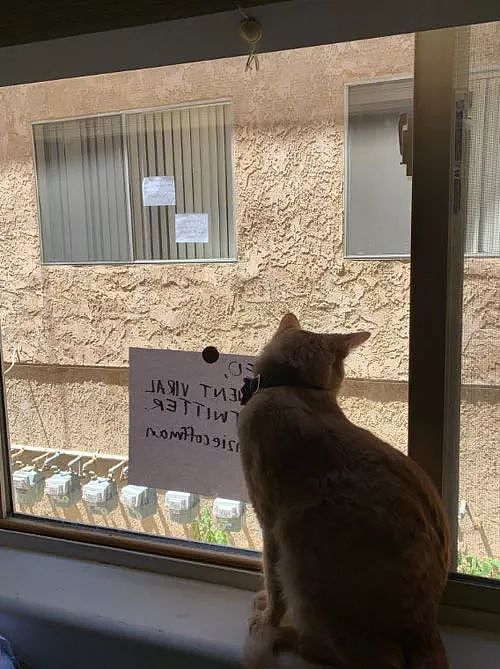 网友家的猫每天都会在窗口等待邻居家的猫，这是什么神仙爱情啊？ - 8
