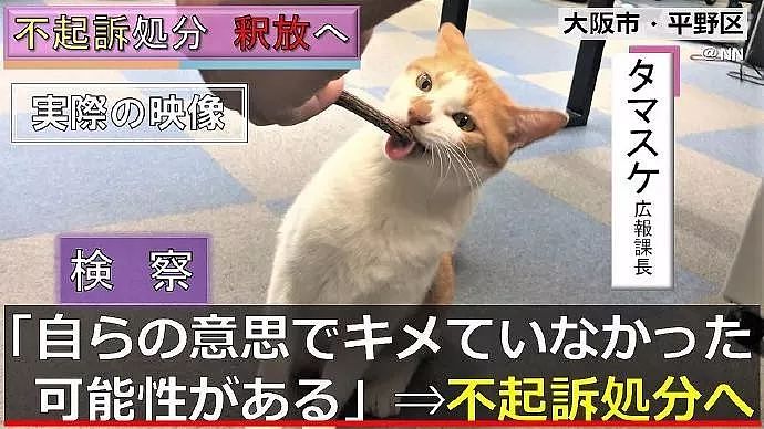 日本一只橘猫由于妨害公务罪，惨遭逮捕，目前情绪稳定！ - 15