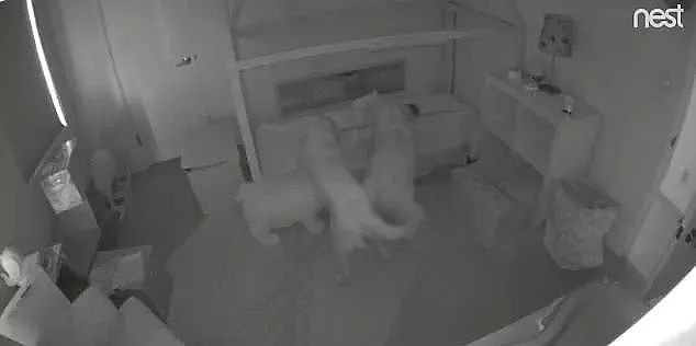 两只大金毛凌晨闯进婴儿房，把15个月大的宝宝弄醒，竟只为了... - 3