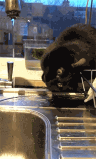 这只黑猫走到水龙头旁边想要喝水，下一秒却被它的举动笑喷了... - 3