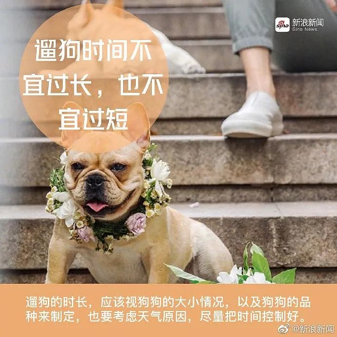 警方跨省抓狗？是的，这件事在上海发生了! - 24