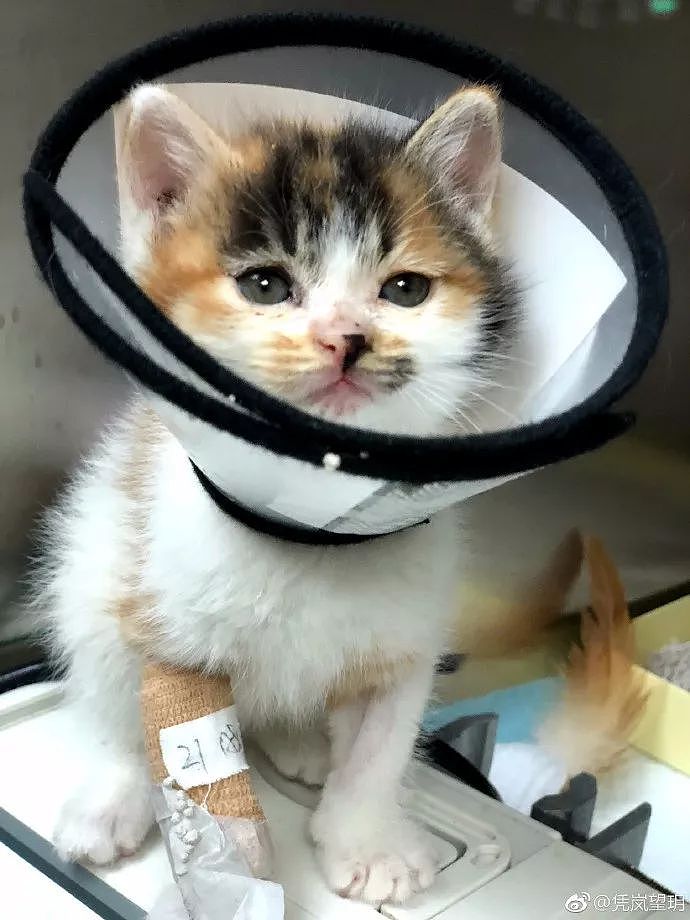 网友救助了一窝小猫带去医院，结果医生开的处方单让人想点赞... - 7