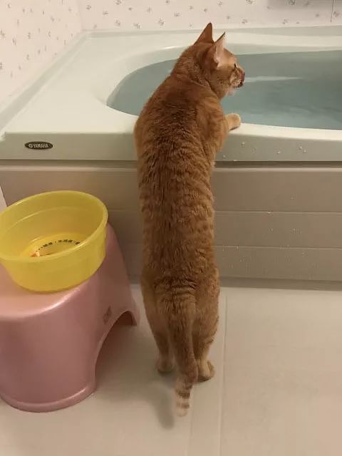 推主家的橘猫，不仅不怕洗澡，还特别热衷于泡澡，而且... - 1