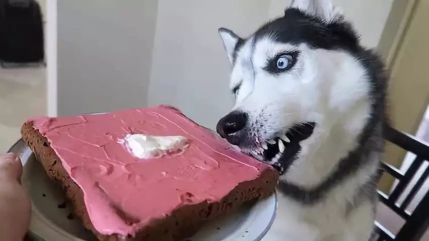 狗狗看到蛋糕的高兴样，你还觉得买蛋糕这事多余吗？ - 7