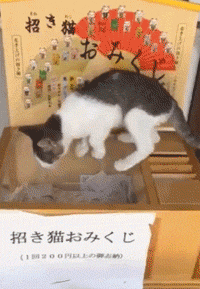 日本猫寺里住着30多只猫，竟比僧人还多，又想骗我去当和尚？ - 31