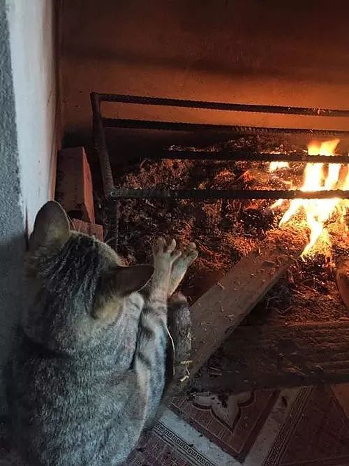 最近天气变冷，这只猫看到主人烧了堆火，于是也跟着取暖，只是... - 4
