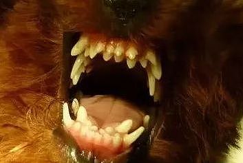 狗狗笑起来像小怪兽，仔细看才发现竟是长了两排牙齿！ - 4