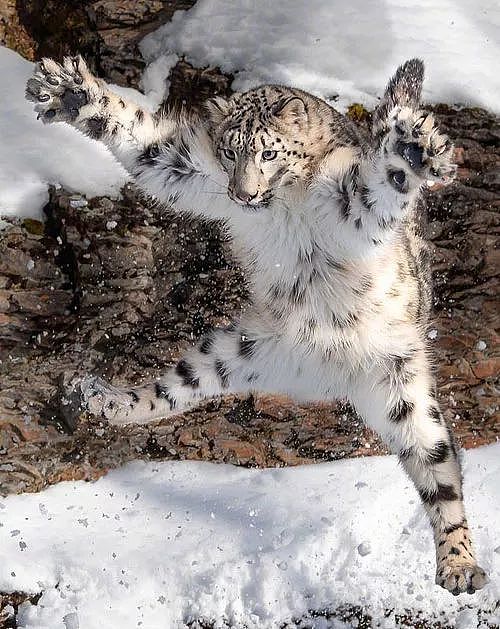 摄影师拍下雪豹跳起的瞬间，这模样，好沙雕哦！ - 1
