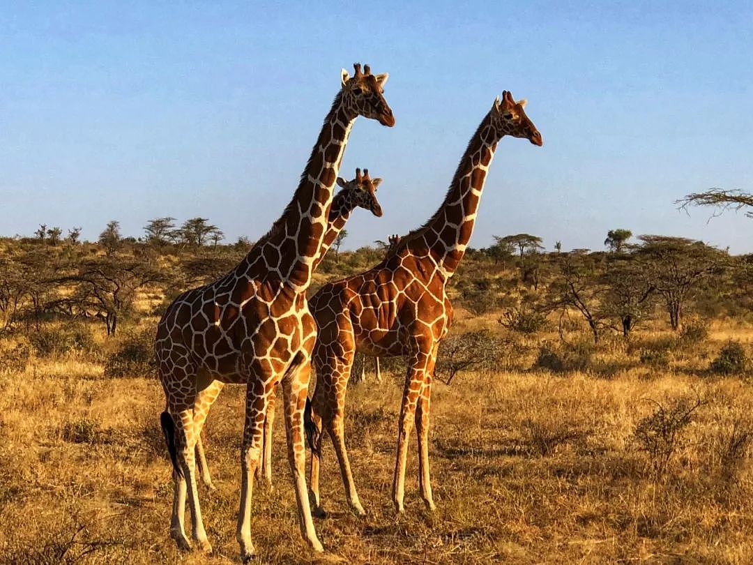 肯尼亚+坦桑尼亚，春节远走东非开启Safari之旅！ - 6